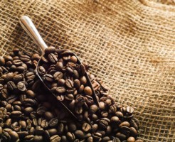 アサイー超えの高い栄養価！「コーヒーベリー」の効果とは？